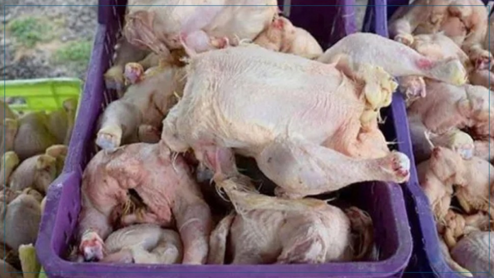 منوبة - الجديدة: حجز 370 كلغ من الدجاج الحي والمذبوح بمذبح عشوائي