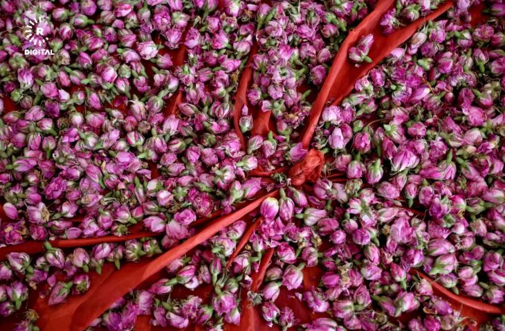 اليوم...اختتام مهرجان الورد بالقيروان