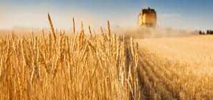 وزارة الفلاحة تتخذ جملة من الإجراءات إستعدادا لإنطلاق موسم الحصاد 