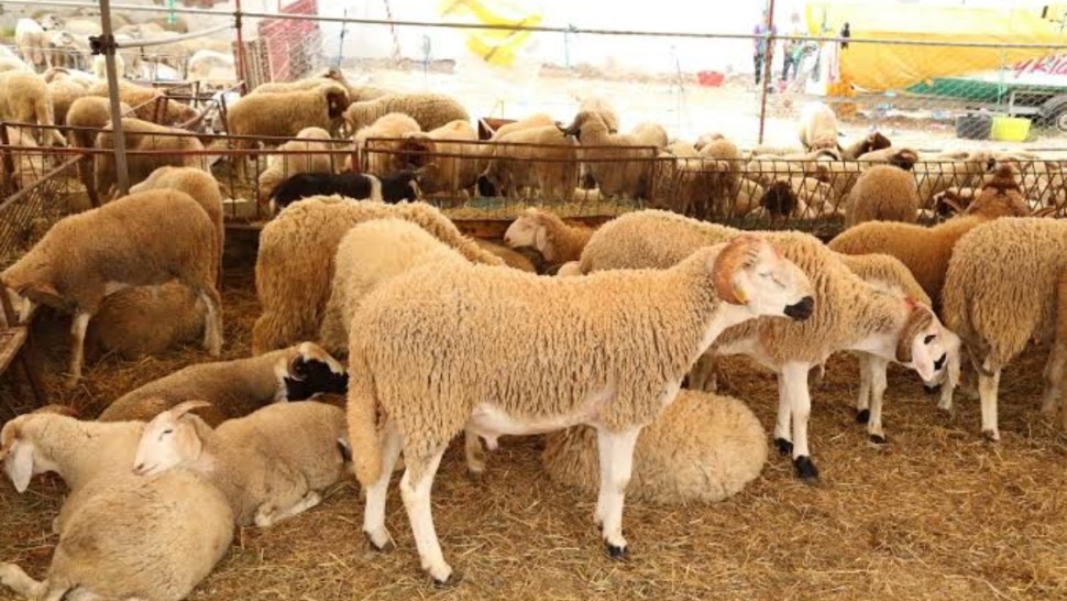 رئيس الاتحاد المحلي للفلاحين بقبلي الشمالية : نقص الاعلاف المدعومة يضاعف من كلفة الانتاج ويرفع من سعر الاضاحي 