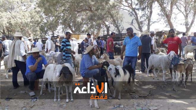 رئيس الاتحاد المحلي للفلاحين بقبلي الشمالية : نقص الاعلاف المدعومة يضاعف من كلفة الانتاج ويرفع من سعر الاضاحي 