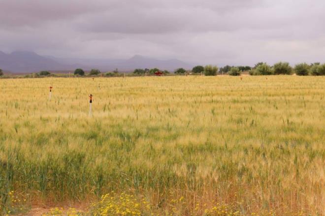 ابرام عقد اهداف بين وزارة الفلاحة والبنك التونسي للتضامن لتمويل قروض موسمية لفائدة صغار الفلاحين بقيمة 10 مليون دينار