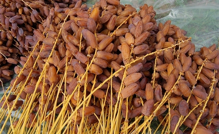 قبلي: فلاحون يشتكون من صعوبات ترويج تمور الموسم الماضي