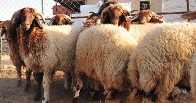 القصرين: توفر 45 ألف من الاضاحي وتعزيز الرقابة البيطرية استعدادا لعيد الأضحى