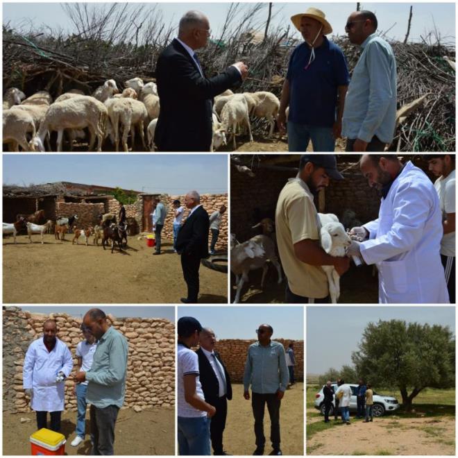 القصرين: تقدّم ملحوظ للحملة الوطنية لتلقيح الماشية وتغطية واسعة لقطيع الأبقار والمجترات الصغرى بمختلف المعتمديات