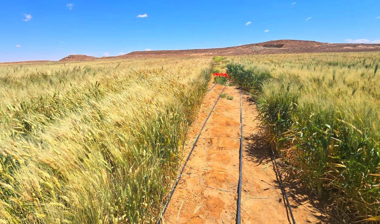 القمح ينمو في الصحراء التونسية .. نتائج أولية واعدة في تطاوين