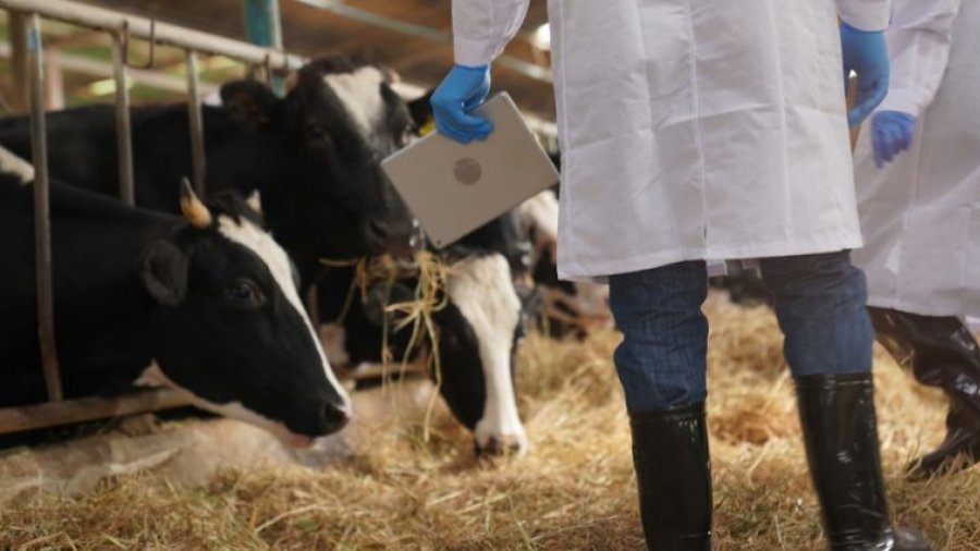 الحملة الوطنية لتلقيح الماشية بولاية القصرين تسجّل تقدّمًا ملحوظًا منذ انطلاقها بنسبة 90 بالمائة