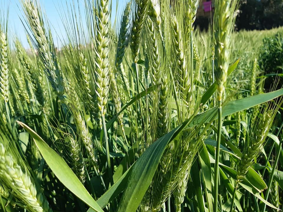 التوصل الى انجاز التسلسل الجيني الكامل لصنفين من القمح الصلب التونسي