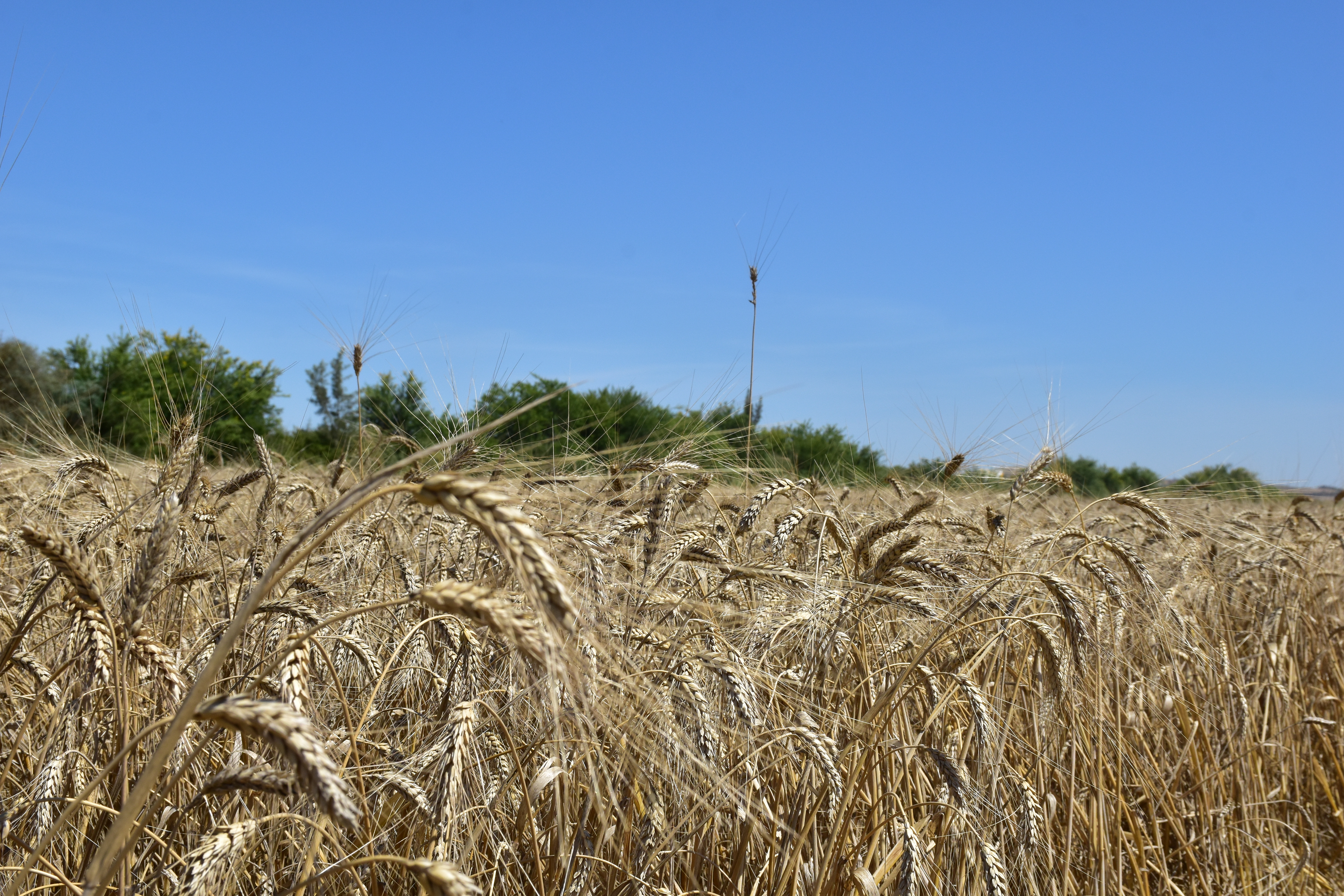 الأول من نوعه في شمال إفريقيا: التوصل إلى إنجاز التسلسل الجيني الكامل لصنفين من القمح الصلب التونسي