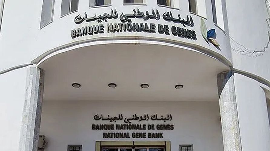 معز حنين: التقطيع الجيني الكامل لصنفين قديمين من القمح الصلب خطوة هامة نحو تثمين الموروث الجيني الزراعي.