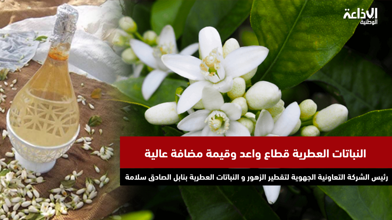 رئيس الشركة التعاونية الجهوية لتقطير الزهور بنابل الصادق سلامة: النباتات العطرية قطاع واعد وقيمة مضافة عالية