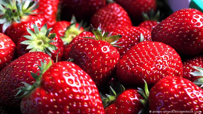 زيادة في إنتاج ثمار الفراولة بوشتاتة بعد توسعة المساحات المخصصة لزراعتها 