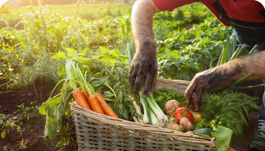 التلوث الزراعي في تونس: في مواجهة أزمة هيكلية في النموذج الفلاحي دعوة للتحول نحو الزراعة الإيكولوجية