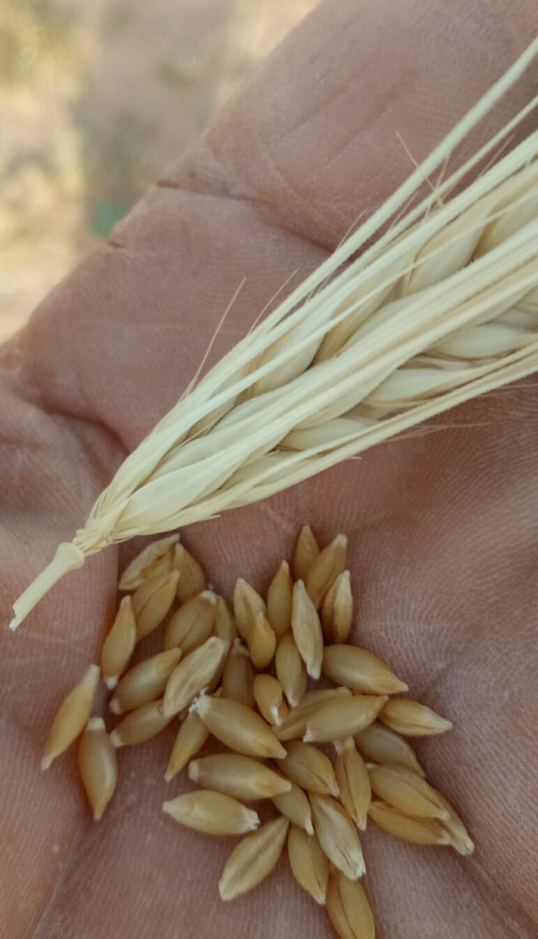 الفرجانية - مدنين : تجربة نموذجية لاكثار بذور "شعيرة النبي "