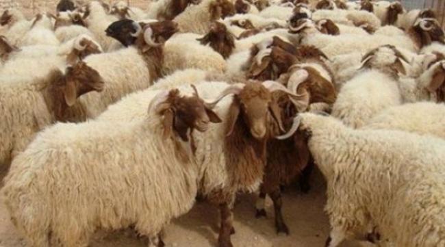 القيروان: نقص ملحوظ في العرض بسوق الأضاحي نتيجة التفريط في الإناث بالذبح خلال سنوات الجفاف الأخيرة.