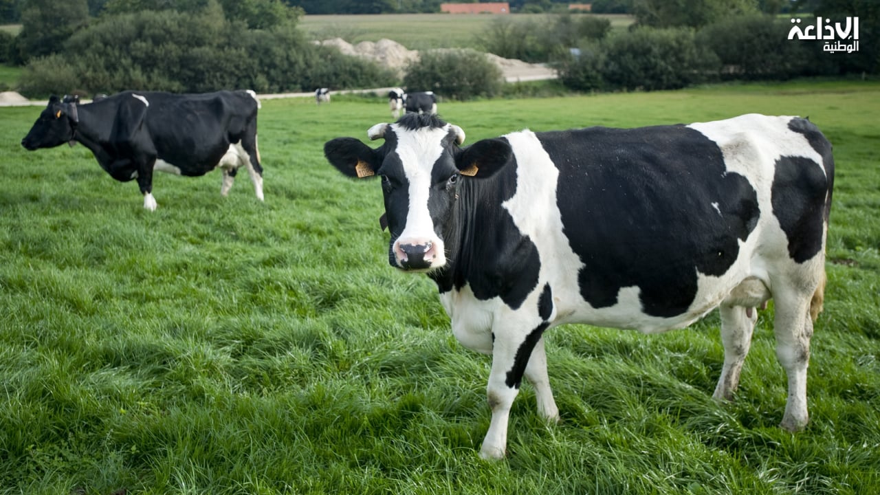 لجنة علمية بإدارة المصالح البيطرية تبحث إدراج التلقيح ضمن الاستراتيجية الوطنية لمُكافحة السلّ البقري