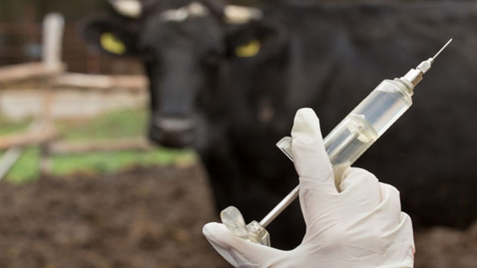 لجنة علمية بالإدارة العامة للمصالح البيطرية تبحث إدراج التلقيح ضمن الإستراتيجية الوطنية لمكافحة السل البقري.