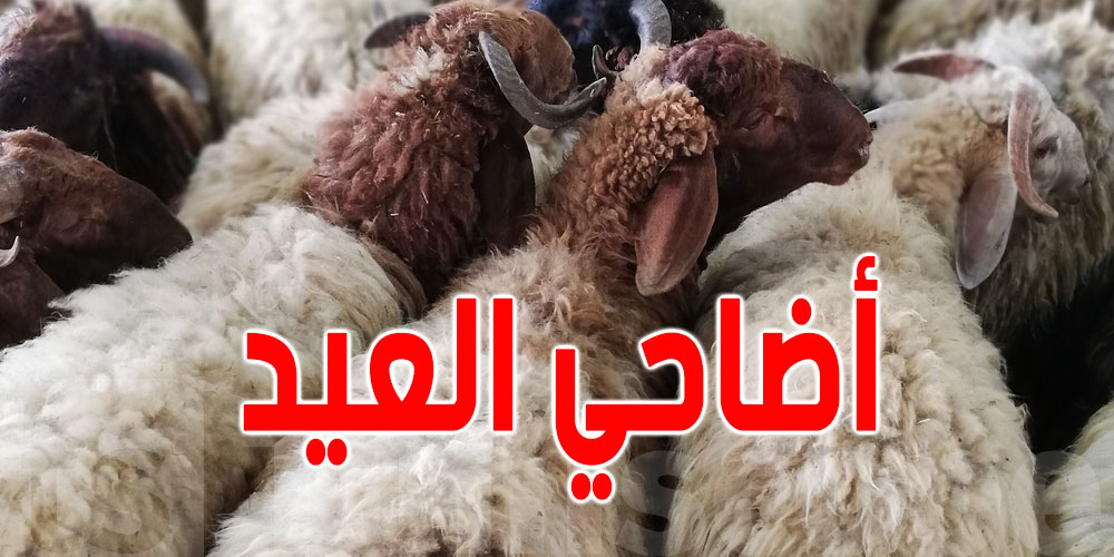 النفيضة: حملة "علوش العيد" بالسوق الأسبوعية، لتشجيع الفلاح على تجنب الوسطاء، للحد من ارتفاع الأسعار.