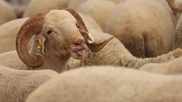 القيروان: تراجع ملحوظ لقطيع المواشي مع اقتراب عيد الاضحى.