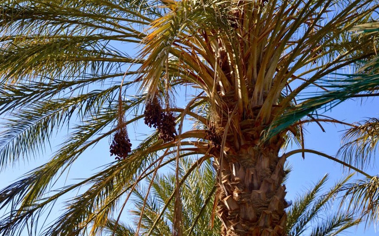 قبلي: موسم تلقيح عراجين التمور يشارف على الانتهاء وسط صعوبات في توفير حبوب اللقاح وندرة اليد العاملة