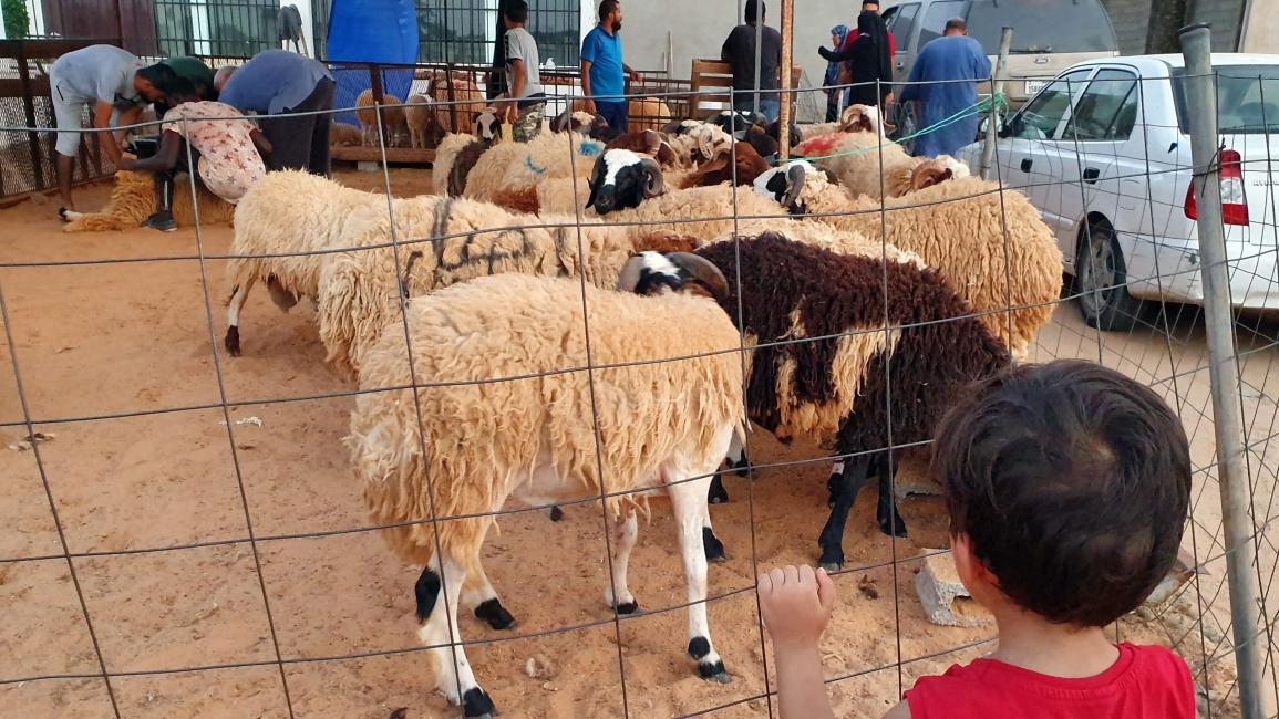 لطفي الرياحي: "أسعار أضاحي العيد مشطة وتفتقر إلى العقلانية".