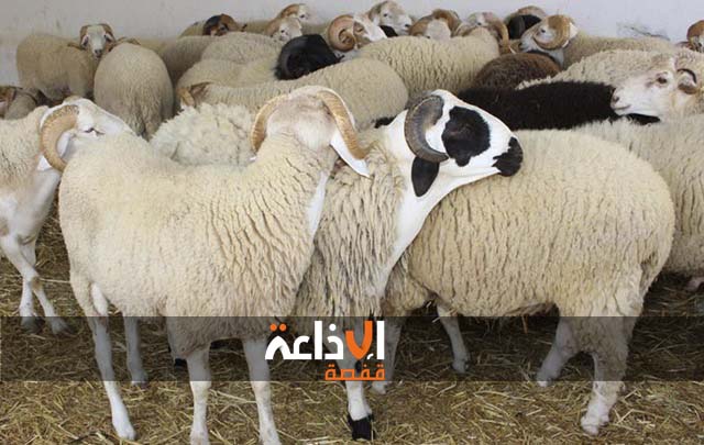 سيدي بوزيد : اقبال ضعيف على شراء أضاحي العيد و تشكيات من غلاء الأسعار 
