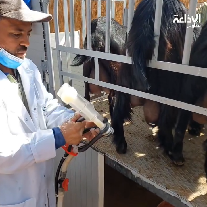 معهد المناطق القاحلة بتطاوين : تجارب علمية حول الماعز المحلي "العرضاوي" التي تعد من السلالة التونسية الأصيلة .