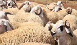 القصرين: الاستعداد لإحداث أوّل نقطة لبيع أضاحي العيد بالميزان في الجهة (المدير الجهوي للتجارة)