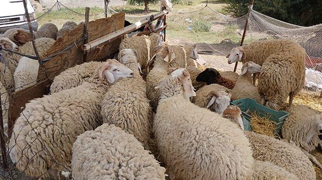 قبلي: توفر الجهة على حوالي 14 الف راس من الاضاحي والحالة الصحية للقطيع جيدة وخالية من الامراض