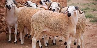 المجمع المهني المشترك للحوم الحمراء والألبان يعلن عن تحديد السعر المرجعي لأضاحي العيد بنقاط البيع المنظمة