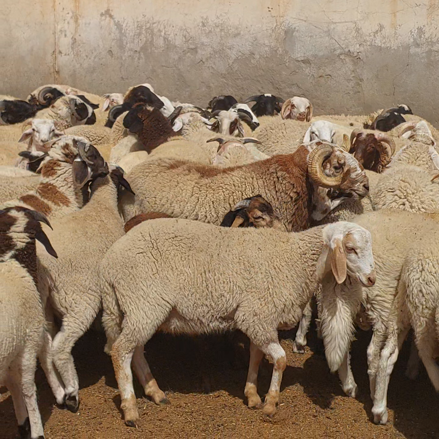ولايات الجنوب الشرقي :  فلاحو الجهة يحققون وفرة في انتاح اضاحي العيد ويفتحون نقاط بيع  مباشرة بضيعاتهم .