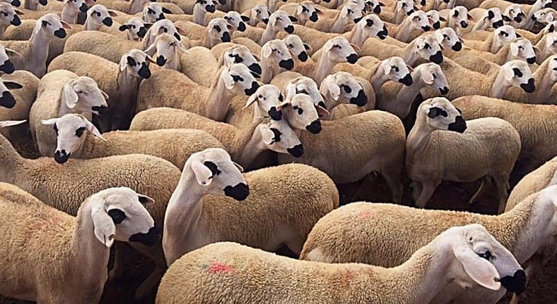 القصرين: دعوات لتشديد تطبيق قرار منع ذبح إناث الأغنام حفاظا على القطيع الوطني