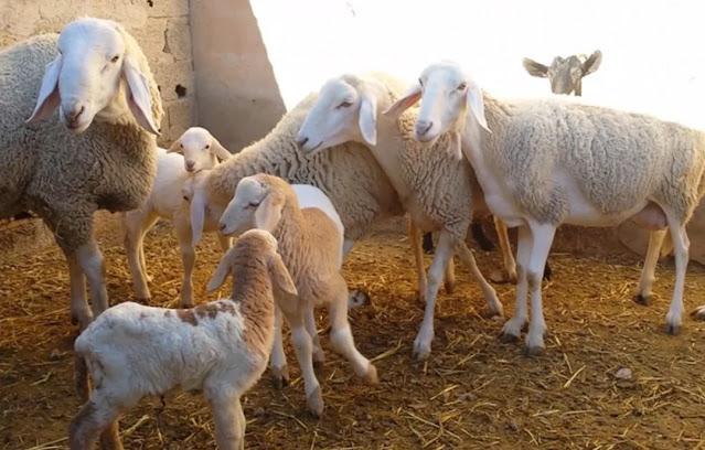  دعوات لتشديد تطبيق قرار منع ذبح إناث الأغنام حفاظا على القطيع الوطني