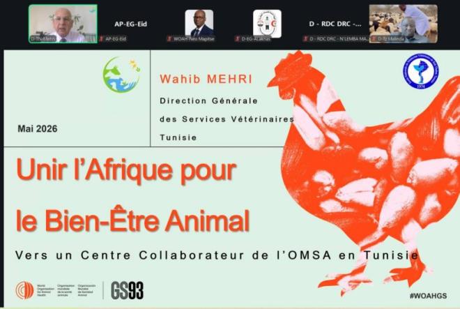 الدورة 93 للمنظمة العالمية للصحة الحيوانية تنظر في ترشح المدرسة الوطنية للطب البيطري بسيدي ثابت لنيل صفة مركز متعاون في الرفق بالحيوان