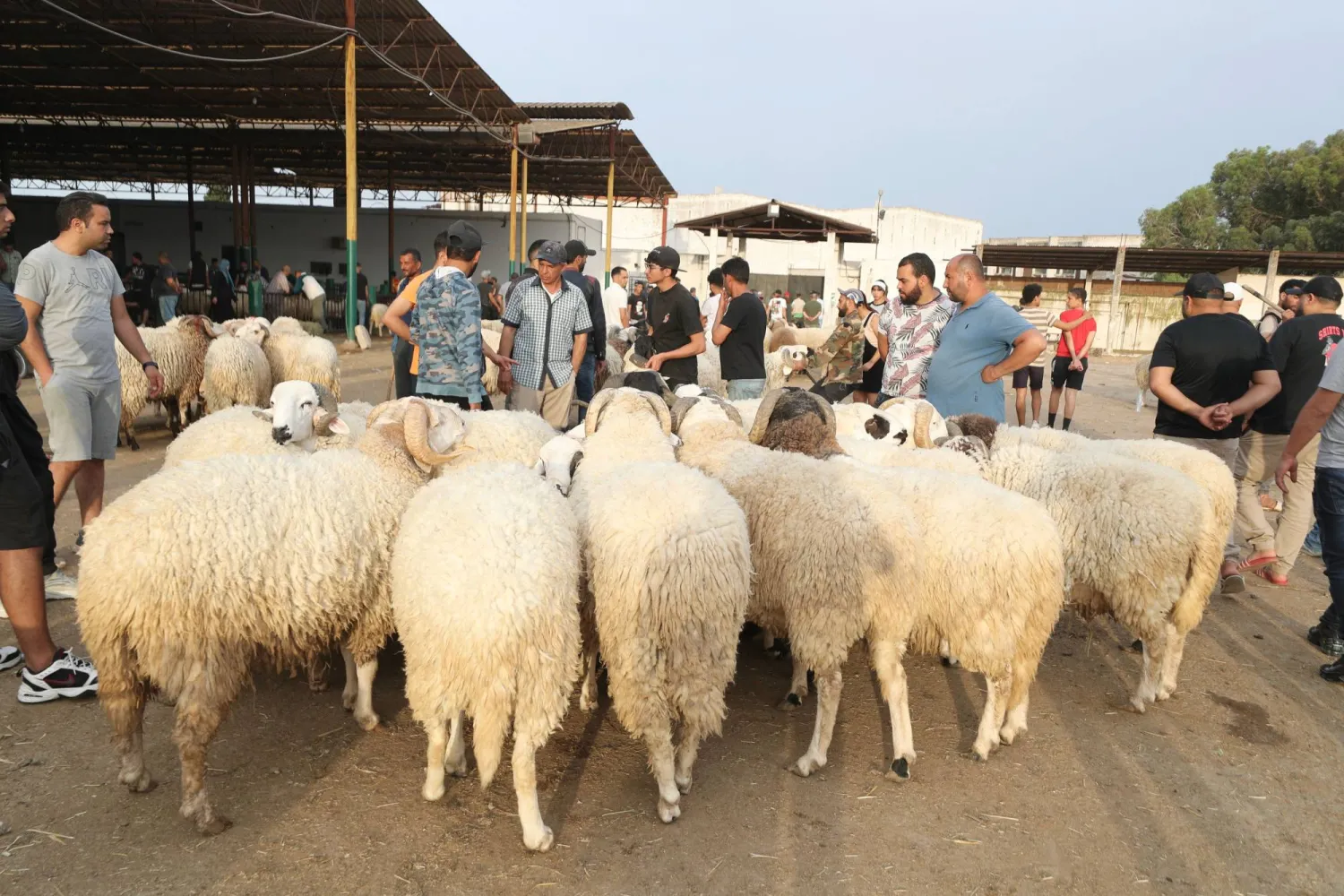 الهيئة الوطنية للسلامة الصحية للمنتجات الغذائية بالقصرين : تنظيم نقاط بيع الأضاحي وتفعيل الرقابة الصحية وتعزيز النظافة