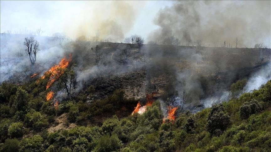 نابل: ضبط جملة من الإجراءات الوقائية لحماية الثروة الفلاحية والغابية من الحرائق
