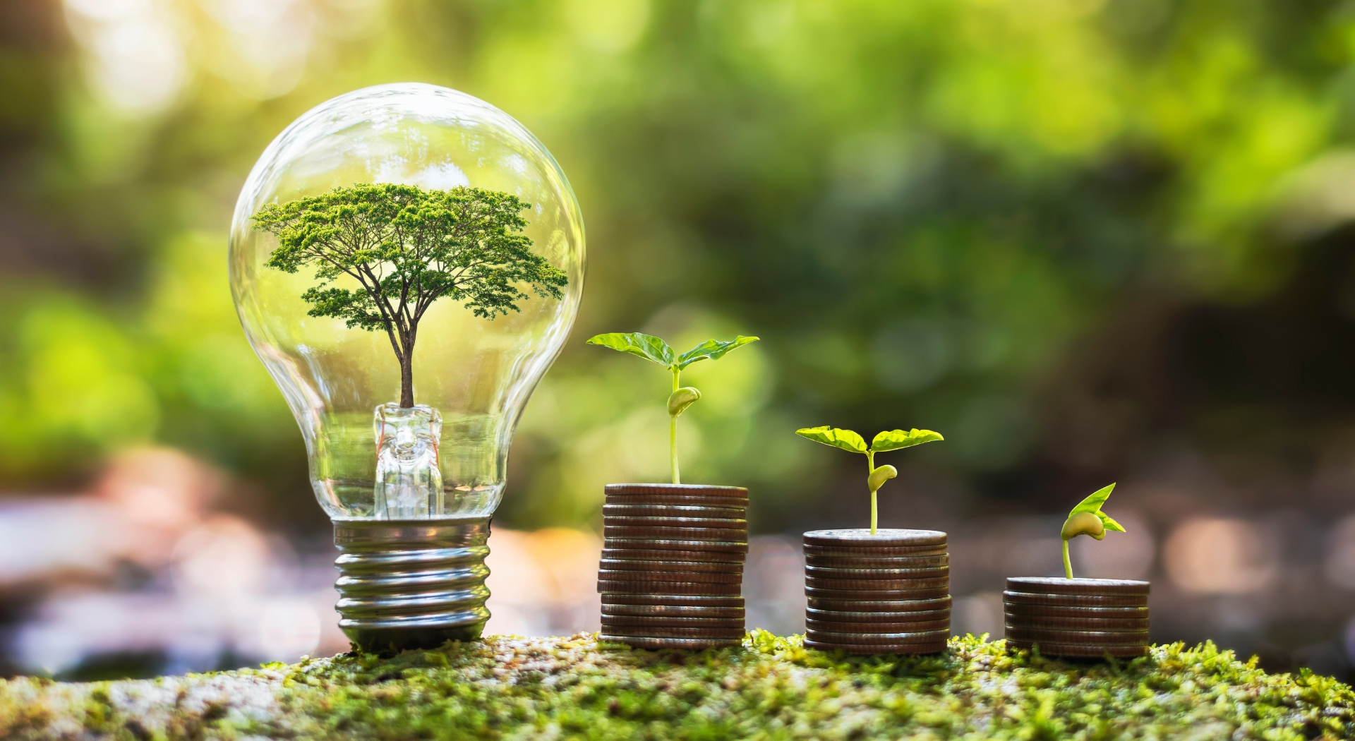 وزارة البيئة تعلن عن إطلاق خط تمويل لدعم مشاريع الاقتصاد الأخضر والأزرق والدائري