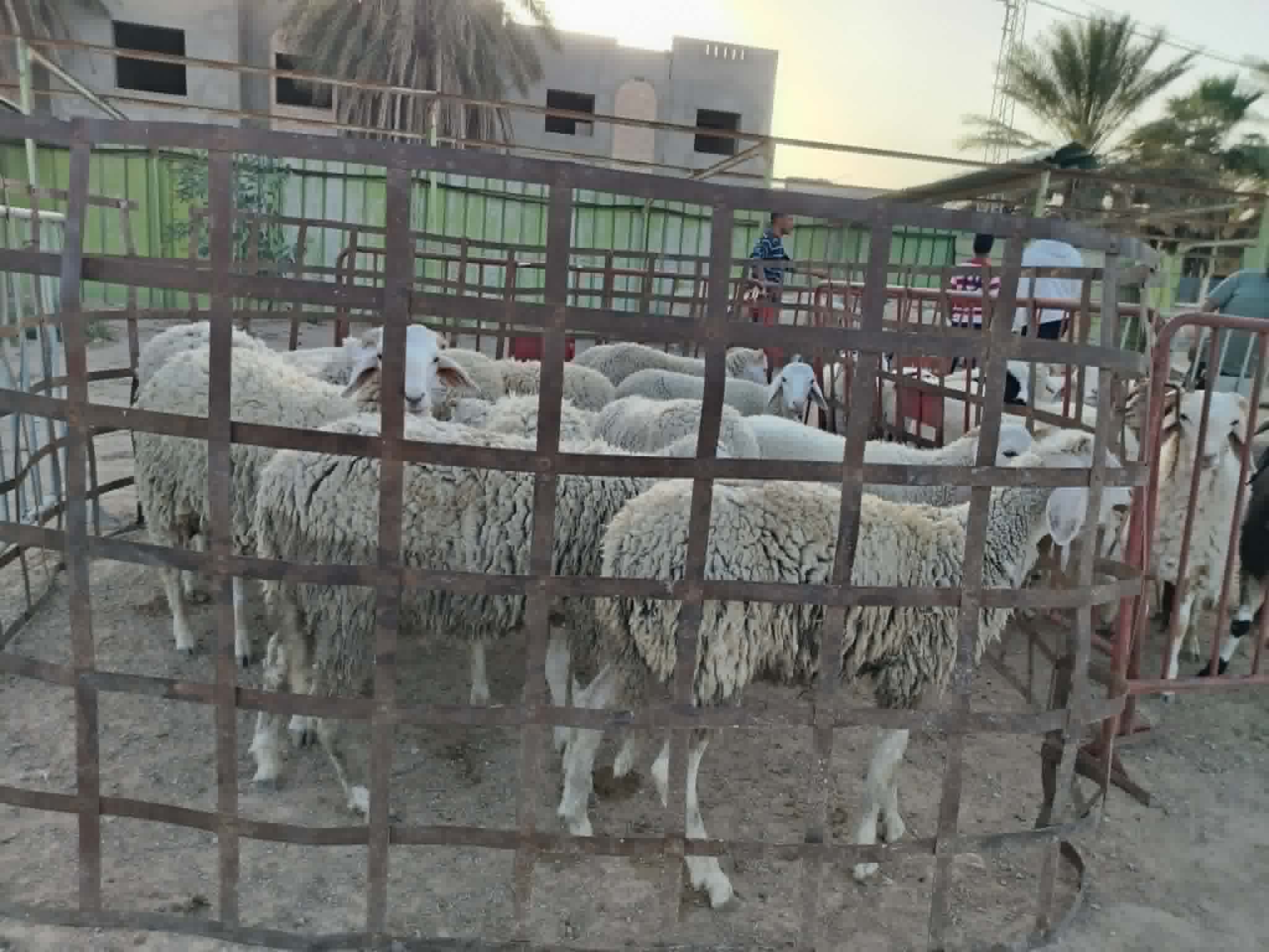 قبلي : نقطة بيع الأضاحي وسط المدينة تشهد توافد عدد كبير من المواطنين والآراء تتباين بخصوص أسعار المواشي المعروضة للبيع