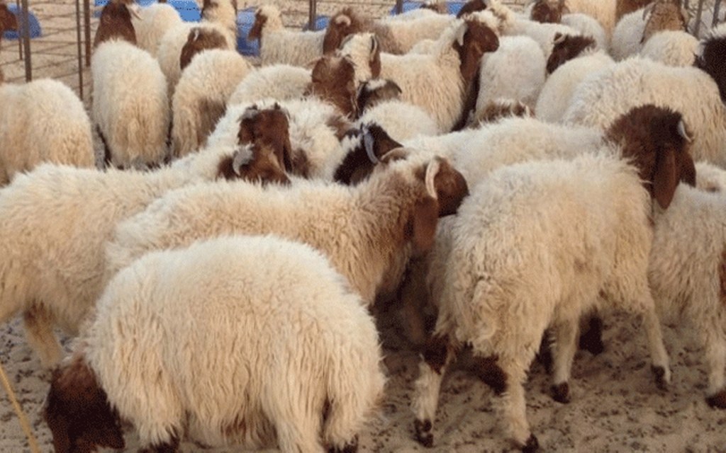رئيس الاتحاد الجهوي للفلاحين ببن عروس: توفر اضاحي العيد بالكميات المطلوبة