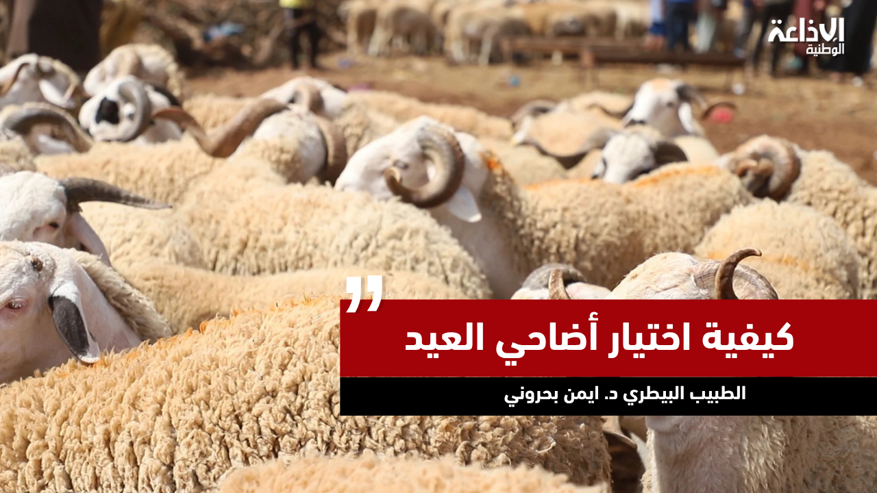  البيطري الدكتور أيمن بحروني: كيفية اختيار أضاحي العيد