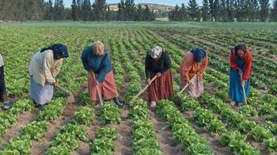 بنزرت: إسناد 7 تراخيص جديدة لنقل العاملات والعملة في القطاع الفلاحي في ظروف آمنة