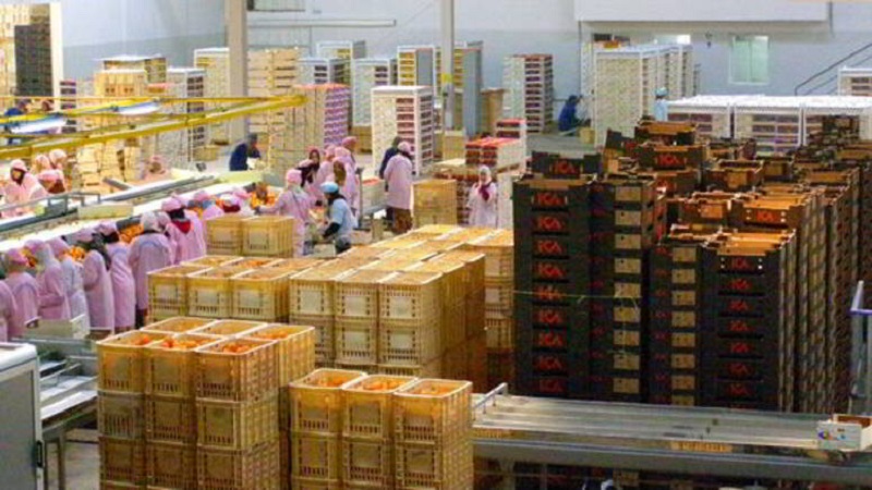 صادرات الغلال التونسية ترتفع الى 45.8 مليون دينار