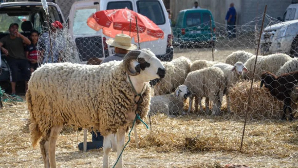 عيد الأضحى المبارك ... الشركة التونسية لأسواق الجملة تعلن عن تعليق نشاط التزويد يوم الثلاثاء 26 ماي الجاري واستئناف العمل الخميس 28 ماي