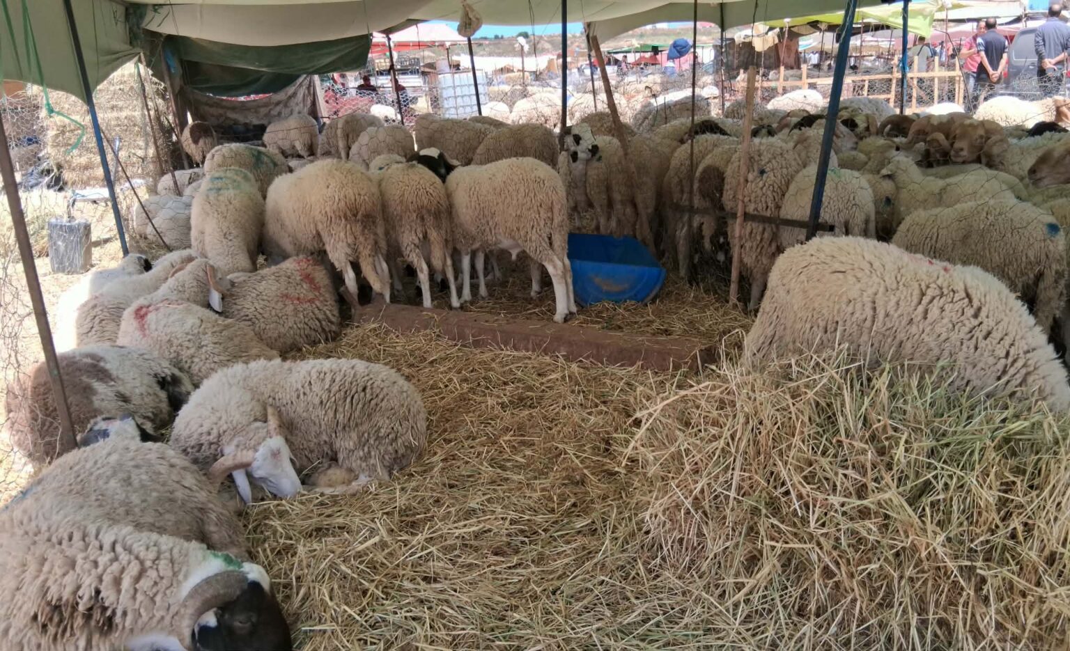 منوبة: غلق نقطة بيع الأضاحي بالسعيدة بعد خمسة أيام من انطلاق نشاطها وتوفيرها 893 أضحية