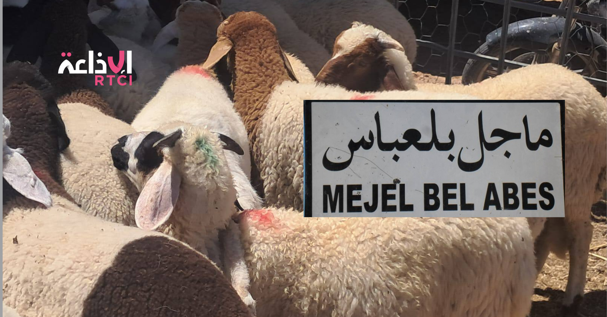 Sidi Bouzid: le marché du bétail sous pression à Majel Bel-Abbès