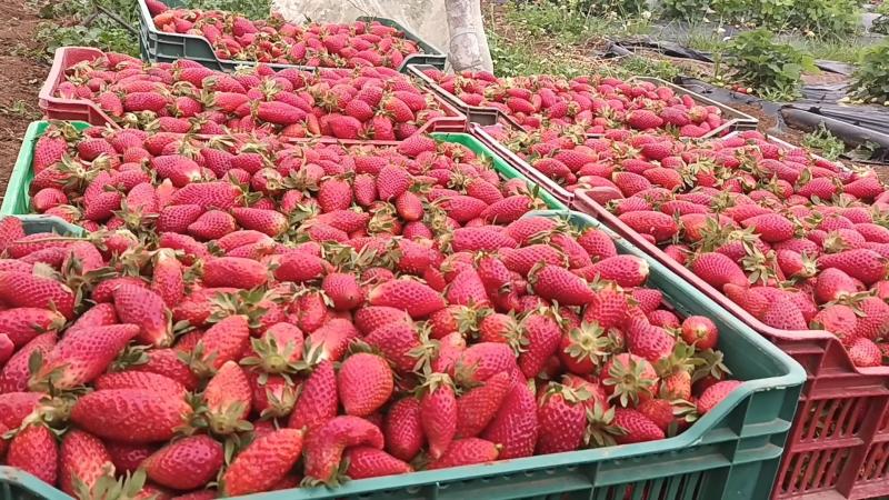Fruits : les exportations tunisiennes en hausse de près de 19 %