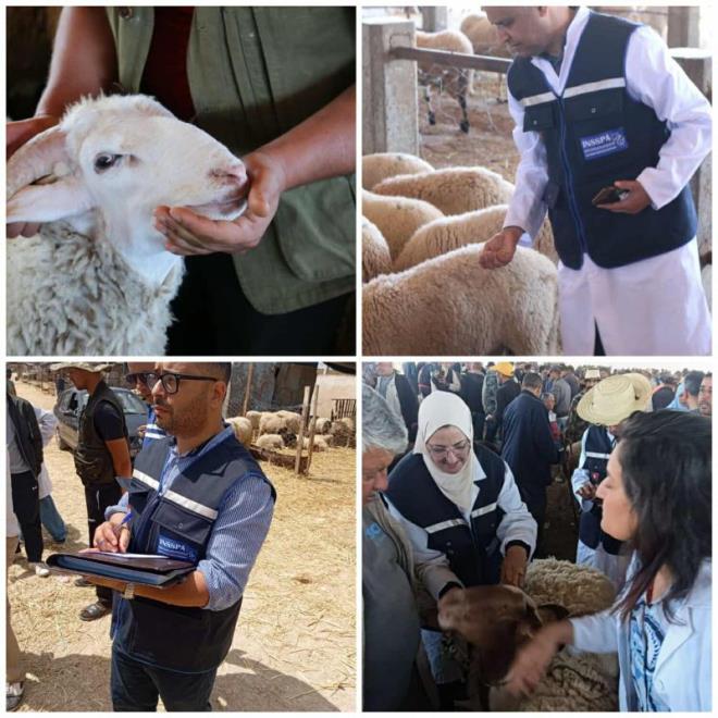 حجز وإتلاف أكثر من 1205 كغ من اللحوم الحمراء والمنتجات الحيوانية غير الآمنة أو مجهولة المصدر