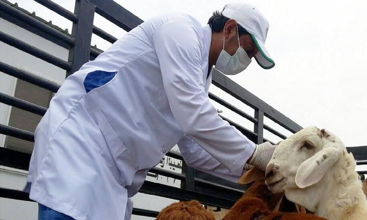 وزارة الفلاحة تكلف اكثر من 300 طبيب بيطري بتلقي استفسرات المواطنين في ما يتعلق باضاحي العيد