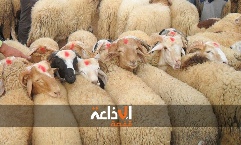مع اقتراب الاحتفال بعيد الاضحى المبارك: رصد لحركية سوق الدواب و لاراء المربين والتجار والمواطنين بولايتي قفصة وسيدي بوزيد حول اسعار الاضاحي