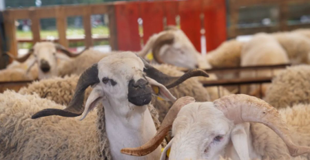 Aïd al-Adha : ouverture d’un point de vente de moutons à Borj El Amri